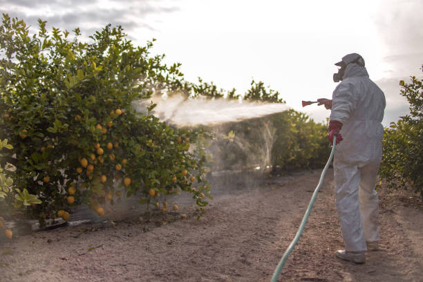 Best Termite Control Services  in Adair Village, OR